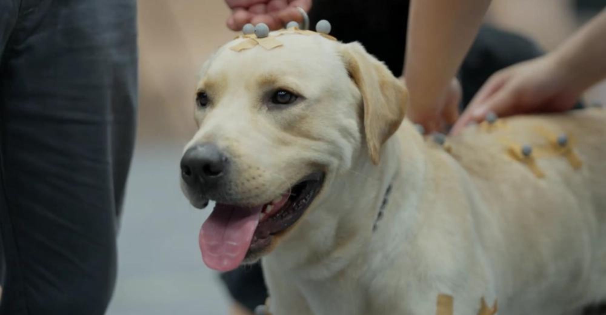 Tencent’s Robot Dog Max Can Now Imitate Real Dog After Upgrading